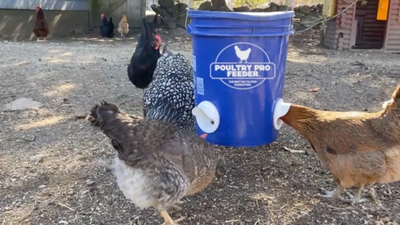 How Erik Diedrichsen Revolutionized the Backyard Chicken Waterer