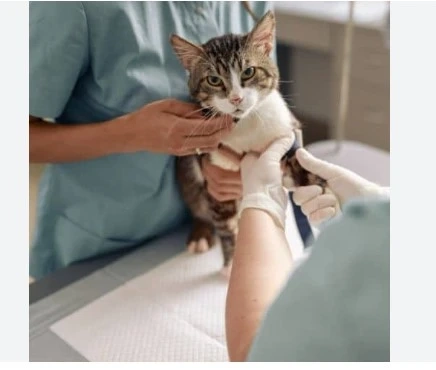 Your Guide to a UK Pet Health Certificate