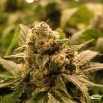 Super Glue  (Hemp Plant Nursery)