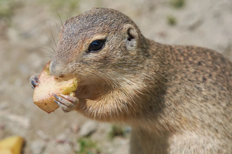 Safely Removing Wildlife from Your Attic: A Guide to Wildlife in Attic Removal