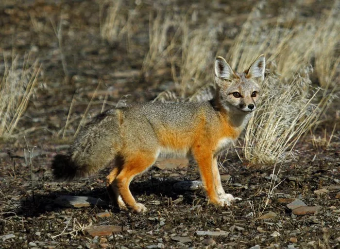 What Does A Kit Fox Symbolize?