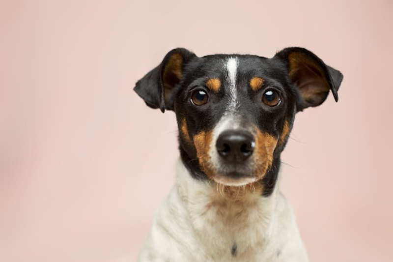 Improving Heart Health for Dogs: Comprehensive Guide and Tips