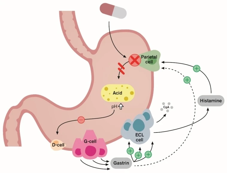 Inhibitors Of Proton Pump Inhibitors Inhibit An Enzyme In The Stomach And Reduce The Amount Of Acid Produced