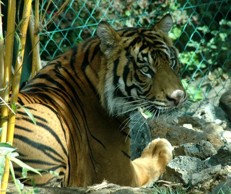 Buses to Run in the Inner Core of Jim Corbett Tiger Reserve