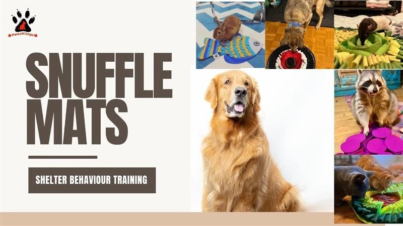 How Snuffle Mats Support Behaviour Rehabilitation in Rescue and Shelter Pets