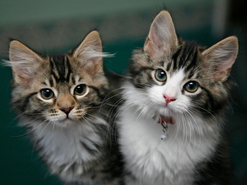 Find The Best Cattery Near Me - Kitten Cat Mart