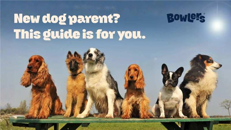 Popular Dog Breeds and Their Unique Characteristics