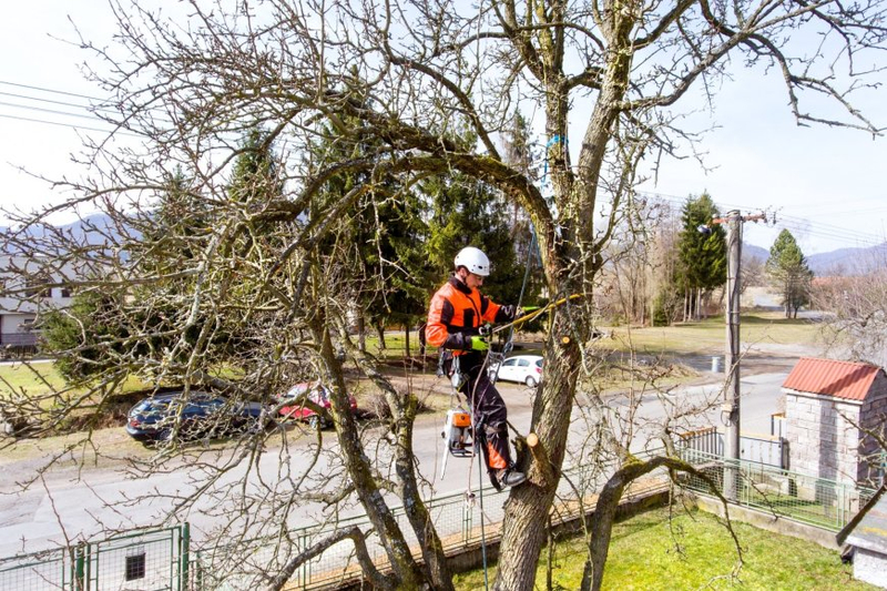 Commercial Tree Surgeons London