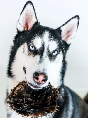 Pet-Safe, Pet-Clean: Navigating the Landscape of Pet-Friendly Cleaning
