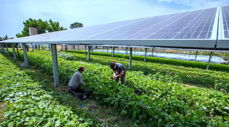 Agrivoltaics Market Poised For Steady Growth