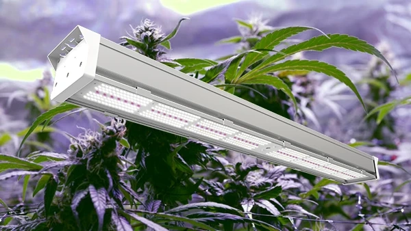 The Brilliant Benefits of LED Grow Lights