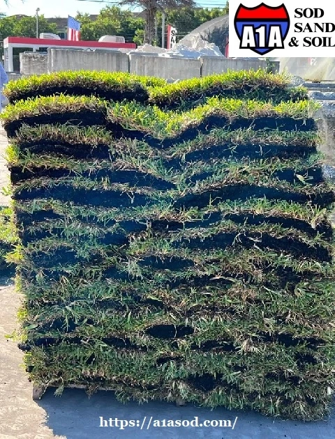 A Comparative Guide to Palmetto St. Augustine and Empire Zoysia Grass