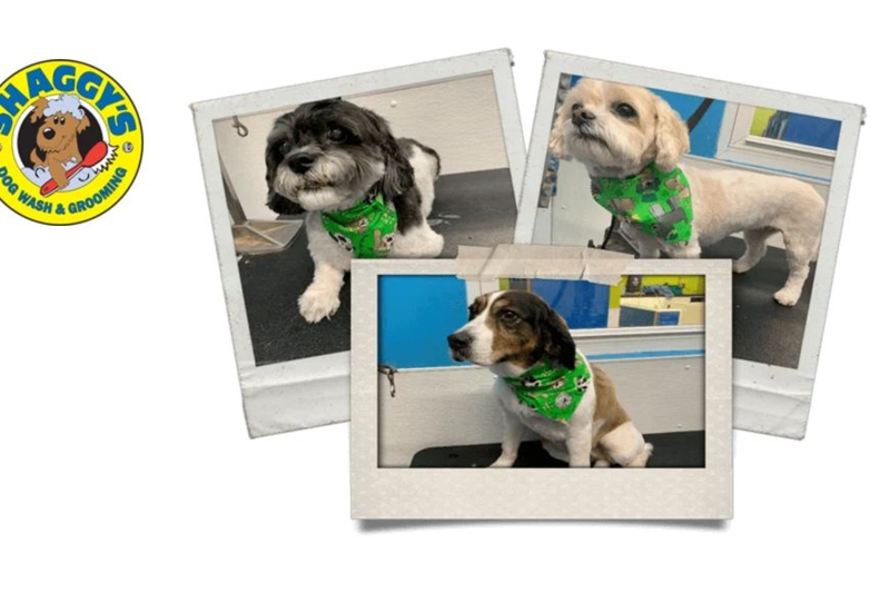 The Importance of Dog Groomers: Keeping Fargo's Pups Happy and Healthy