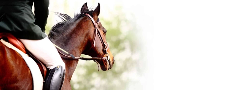 Horse Riding - 10 Beneficial Guidelines for Newcomers