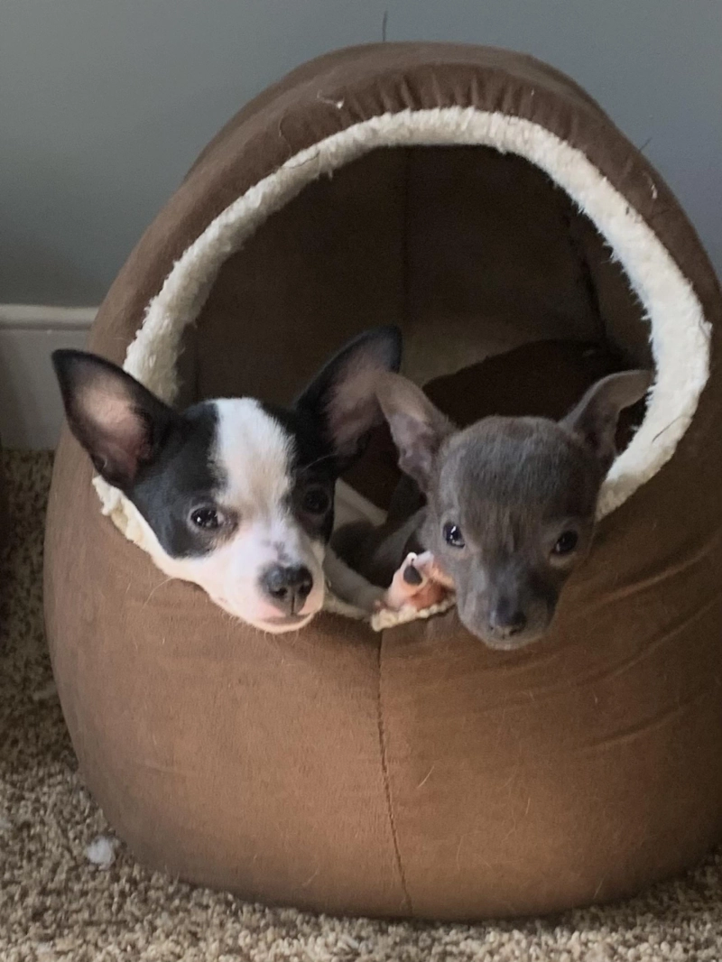 The Complete Guide to Adopting a Chihuahua Puppy in Alabama Safely