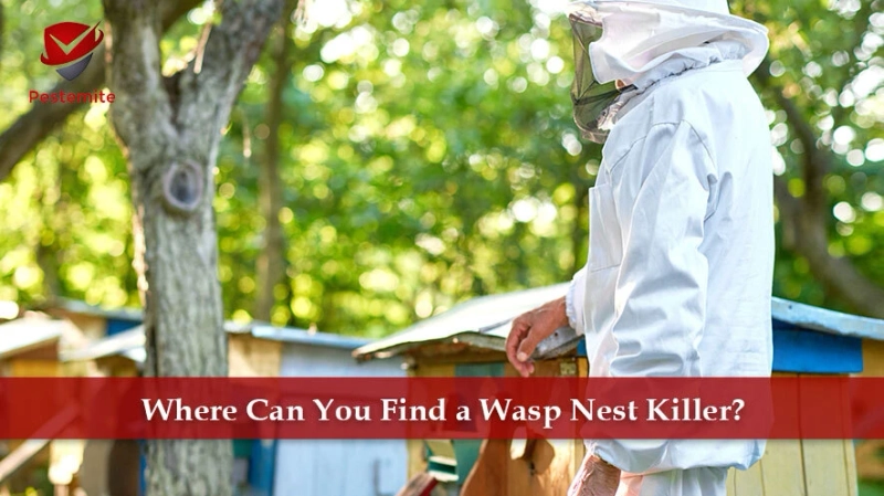 Where Can You Find a Wasp Nest Killer?