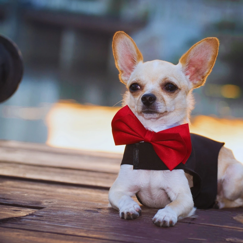 From Collars to Hoodies: Best Fashion for Every Dog