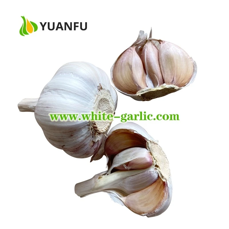 Purchase Healthy and Reliable Fresh Garlic From Best Exporters