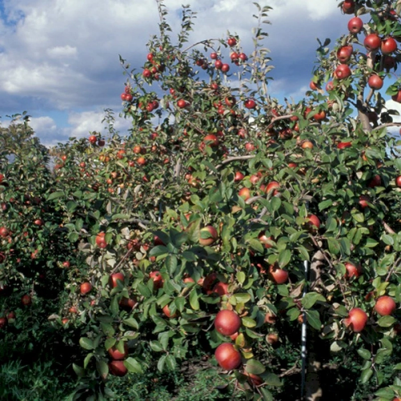 The Best Apple Varieties for the Northern Plains