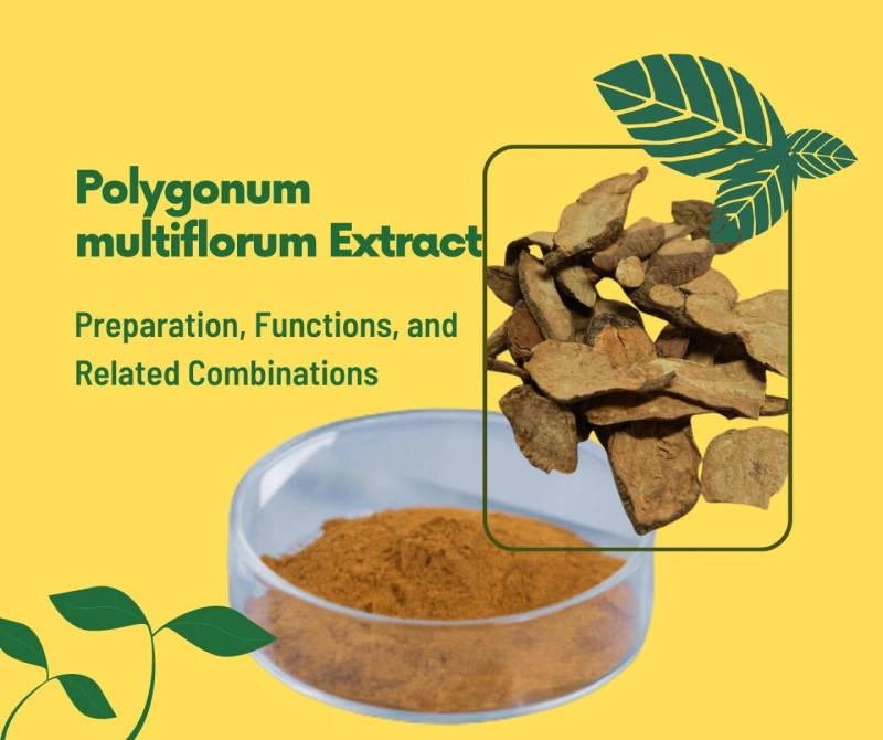 Polygonum multiflorum Extract: Preparation, Functions, and Related Combinations