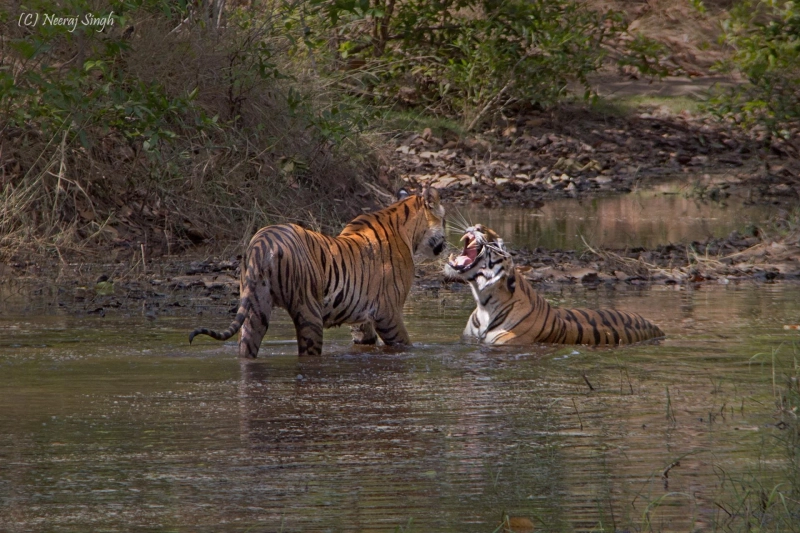 Tiger Tour India: Exploring Bandhavgarh and India’s Top National Parks