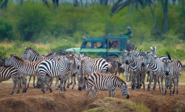The Great Migration in Tanzania: When and Where to See It