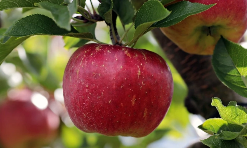 Foods to Add to Your Diet for Glowing Skin