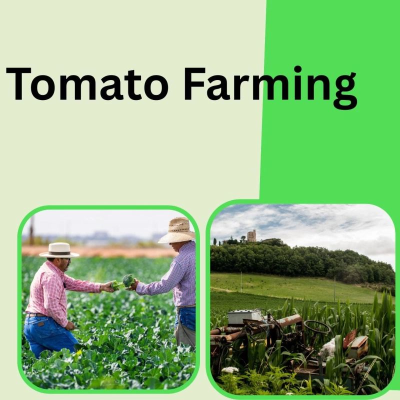 Dhan Ki Kheti: High Yield Rice Farming Guide for Smart Farmers