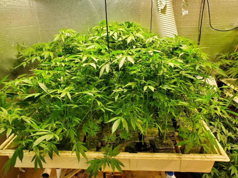 ICE CREAM CAKE clones treessixty