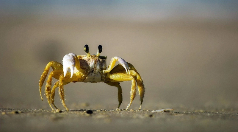 What Are Crustaceans, And What Are The Different Types Of Crustacean Seafood?