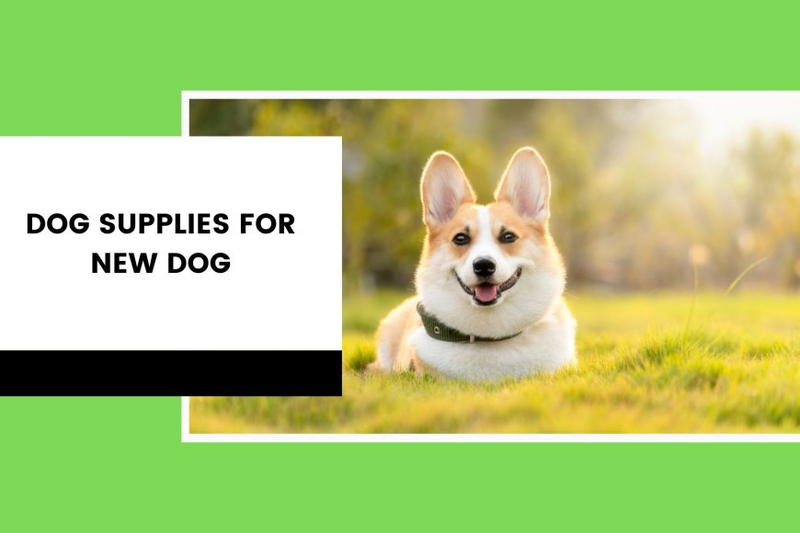Dog Supplies for New Dog