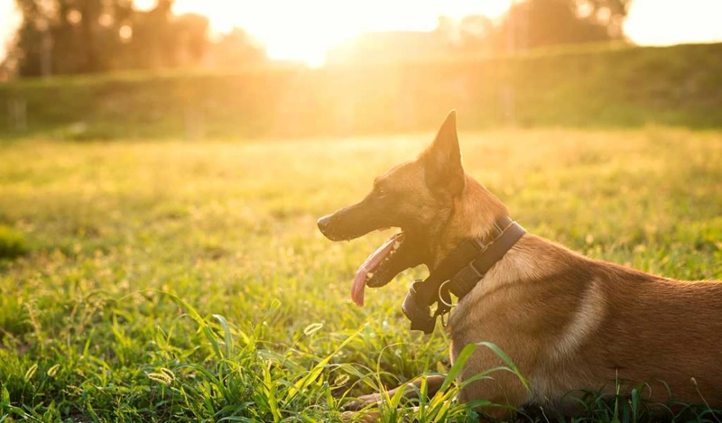 Protect Your Pet: The Parvovirus Threat