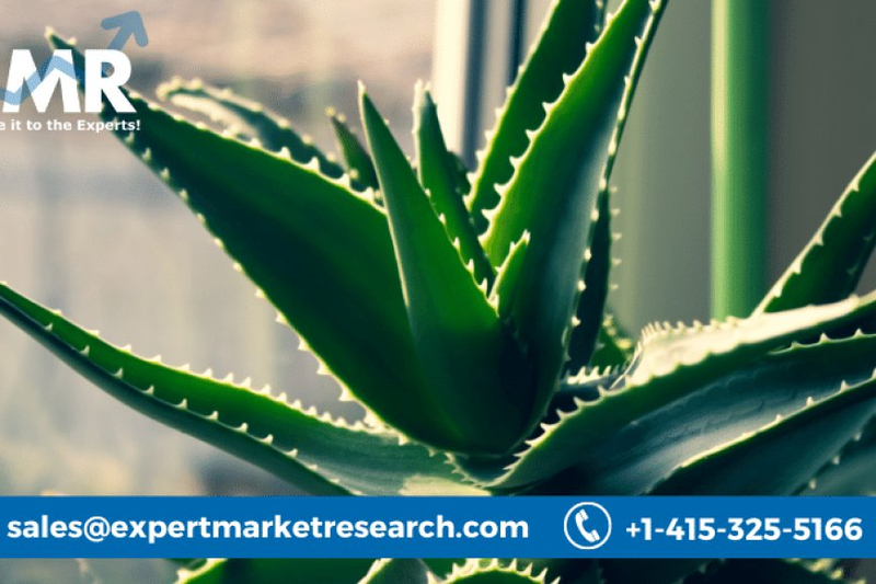Global Aloe Vera Market To Be Driven By Demand From Therapeutic Properties Of Aloe Vera In The Forecast Period Of 2023-2028