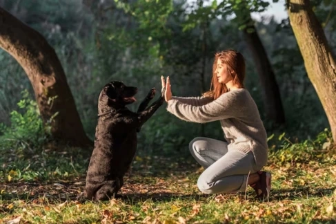 Personalized Training For Your Dog: A Tailored Strategy