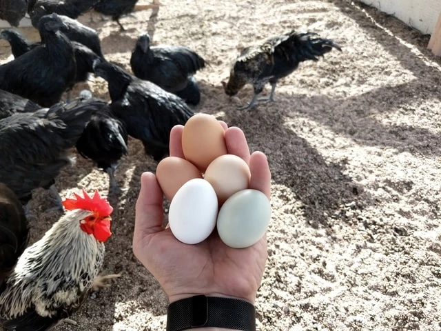 Cage Free Eggs Market Will Generate New Opportunities in Upcoming Years 2021-2025
