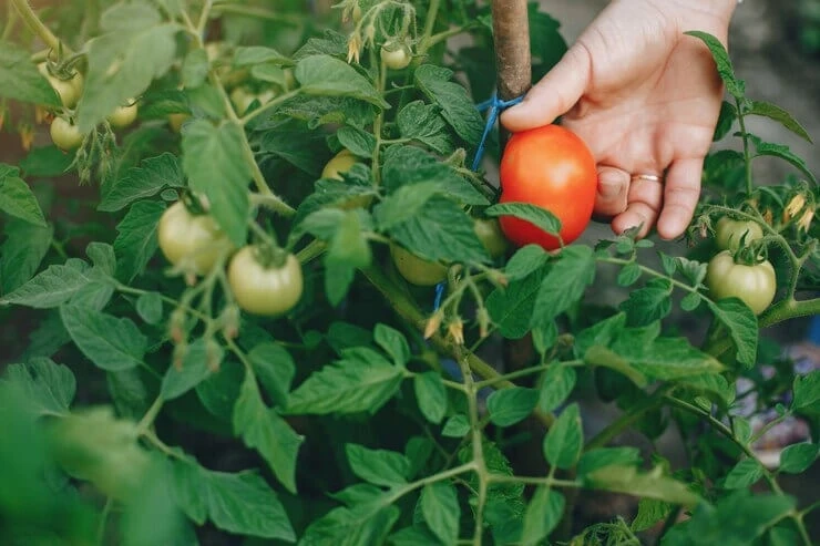 Tomato Environmental Requirements