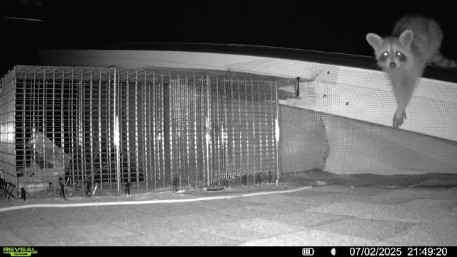 Effective Bat Removal: Protecting Your North Charleston Home and Family