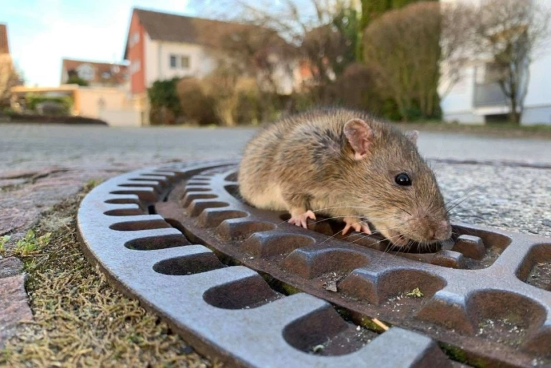 Significant Rat Treatment Tips You Must Know -