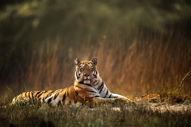 Your Complete Guide to Ranthambore, Rajasthan’s Premier Wildlife Park