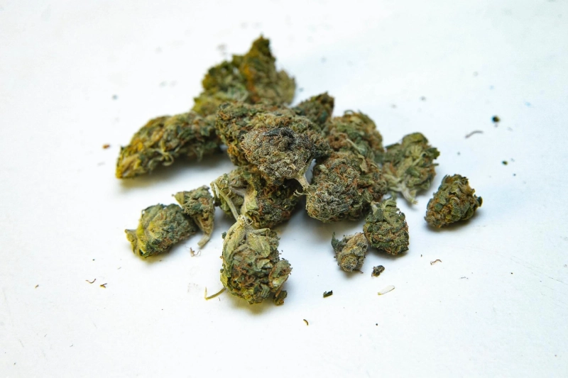 Study: CBD From Marijuana Plus Chemotherapy Tripled Cancer Survival Rates In Mice