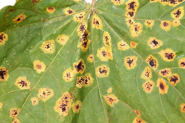 Bacterial Blight in Mulberry Trees: Signs, Causes, and Treatments