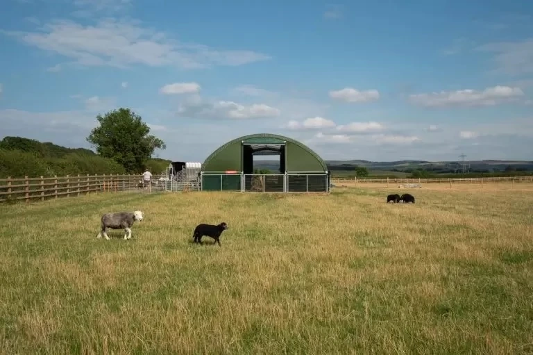 Premium Goat Housing Solutions for Healthy and Productive Herds