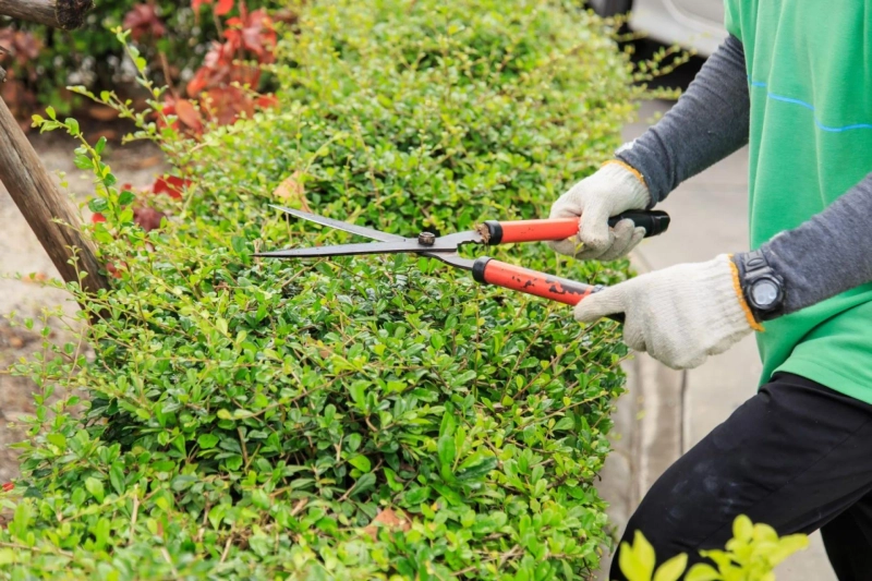 Common Gardening Problems Local Gardeners Can Fix Quickly