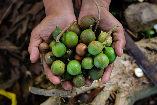 Macadamia Nut Market Size to Reach USD 1.49 Billion by 2030 with CAGR of 11.23%