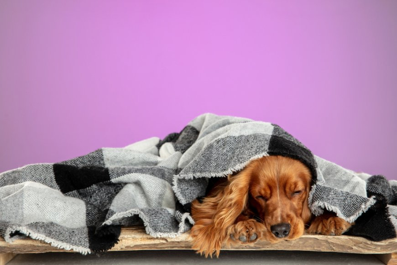 What to Do if Your Puppy Is Not Eating and Sleeping a Lot?