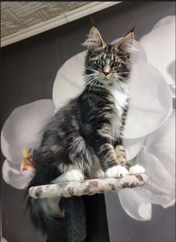 Maine coon Kittens For Sale