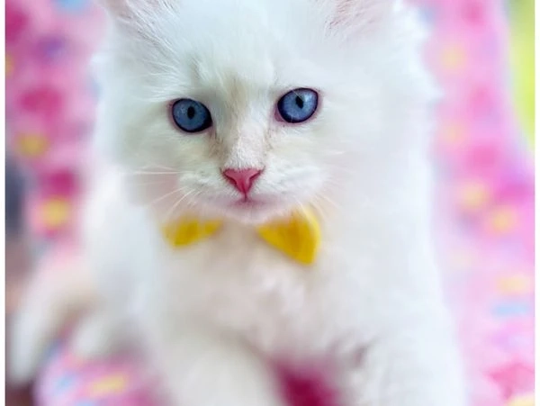 Why Is the Neva Masquerade the Perfect Family-Friendly Kitty?